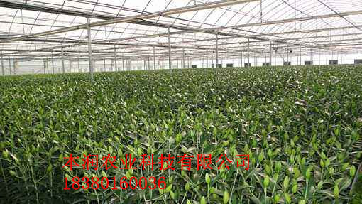 綿陽(yáng)美真百合花基地噴灌項(xiàng)目