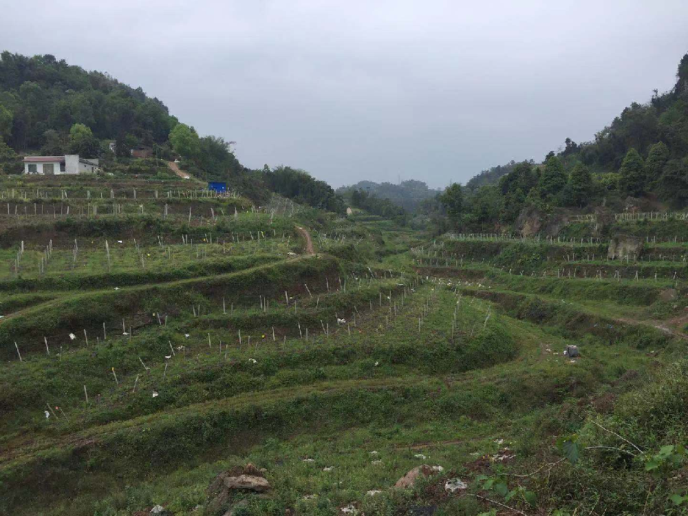 樂(lè)山市犍為縣八月瓜水肥一體化項(xiàng)目